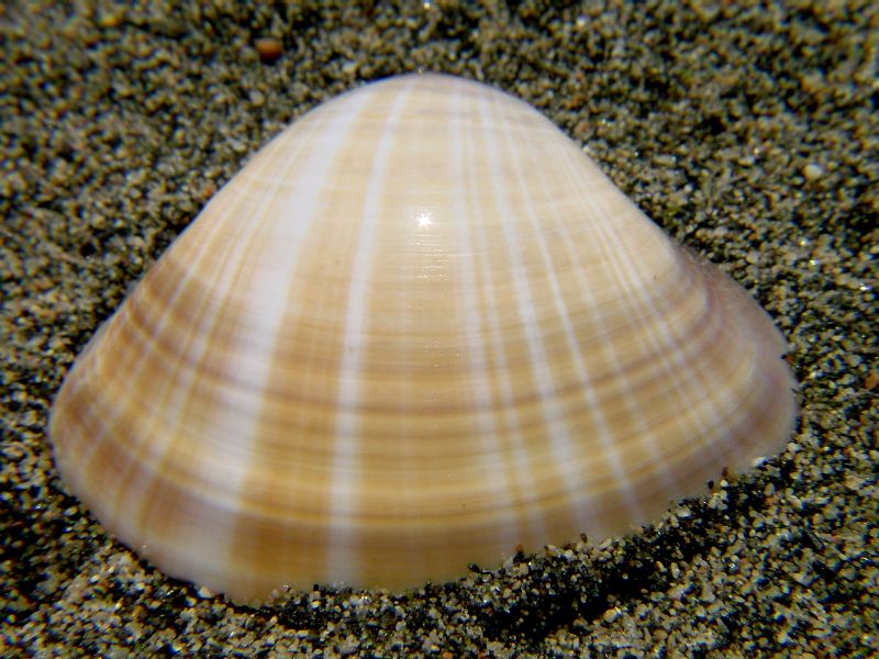 Mactra stultorum (=Mactra corallina)